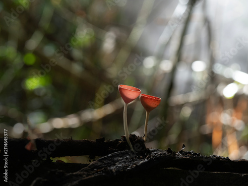 Champagne cup Mushroom in Thailand and Southeast Asia.