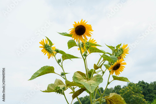 Fotografía 夏の花といえば黄色いヒマワリ