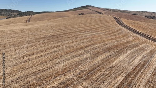 campo de siembra de cereal ya recogido y segado en Andalucía