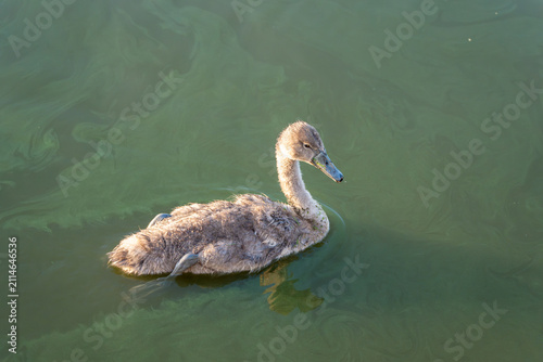 Fotografie A lone gray cygnet swims quietly through green tinted lake water in soft morning light