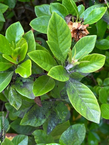 Black stains are caused by black mold, which is often a result of aphids (such as mealybugs or scale insects) feeding on the sap and excreting honeydew, which serves as food for the fungus.