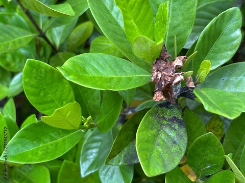 Black stains are caused by black mold, which is often a result of aphids (such as mealybugs or scale insects) feeding on the sap and excreting honeydew, which serves as food for the fungus.