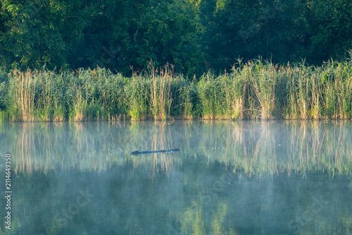 Foto A piece of driftwood floats quietly on a misty green tinted lake surrounded by tall reeds