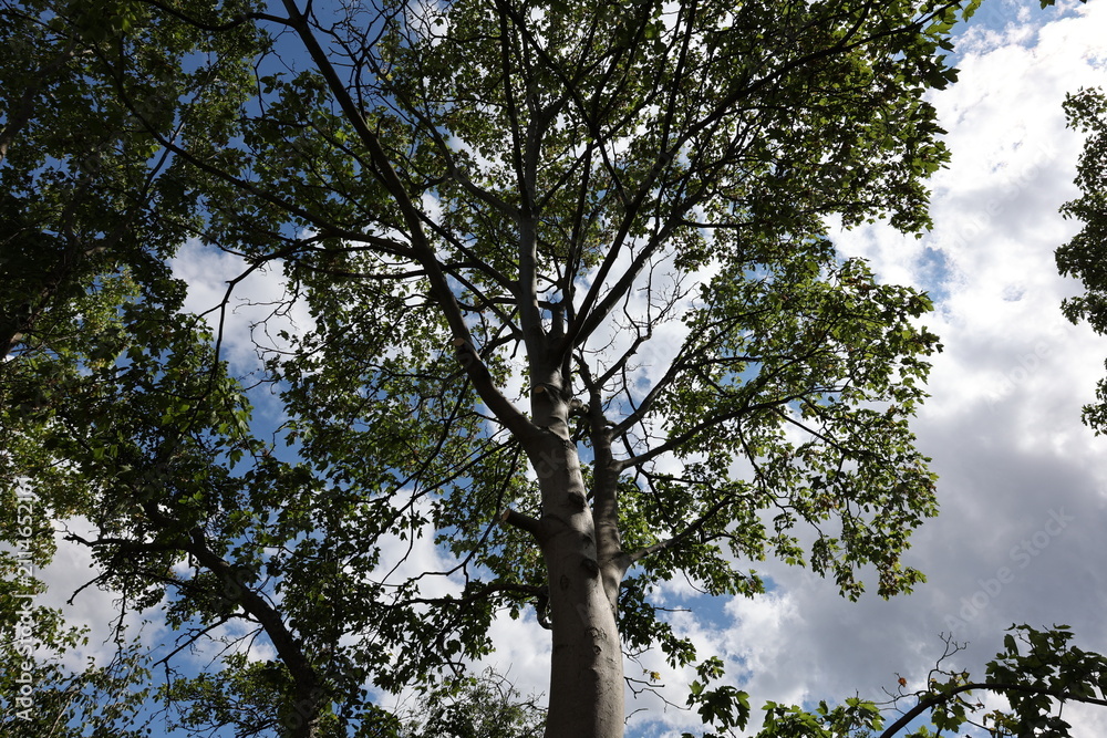 Fototapeta premium Tall green tree canopy with lush leaves against a cloudy blue sky
