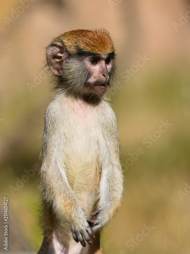 Canvas Print Common patas monkey (Erythrocebus patas)