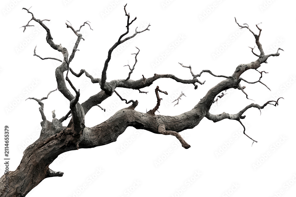 Fototapeta premium Large leafless tree branch with sprawling silhouette