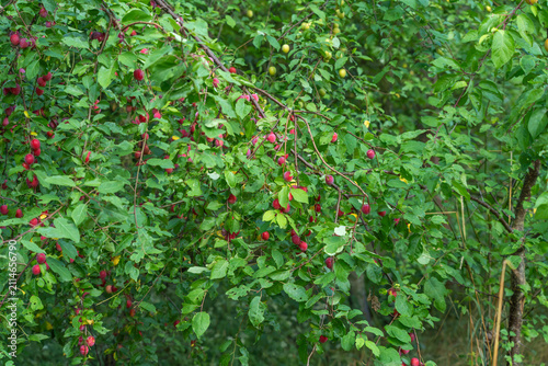 A cherry plum tree displays branches loaded with small red and pink fruits nestled among green leaves. Dense foliage surrounds this wild fruit tree in late summer.