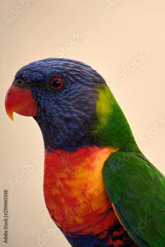 Rainbow lorikeet a lorikeet displays vibrant, multi-coloured plumage. Native to Australia, Indonesia, and the Pacific, are energetic tree‑dwelling parrots.