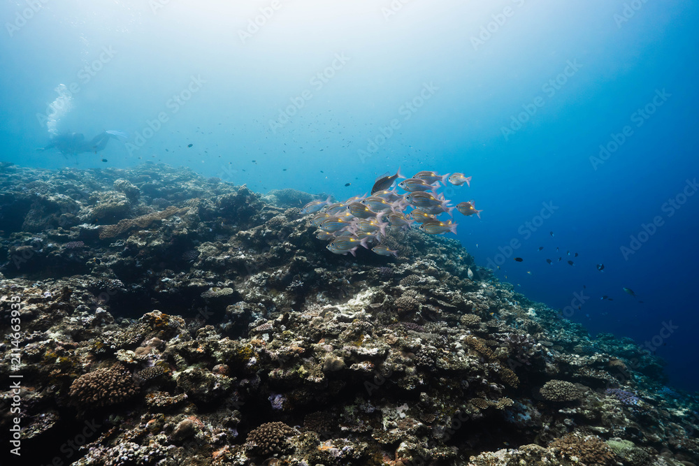 Obraz premium Healthy coral reef with schooling fish in open ocean