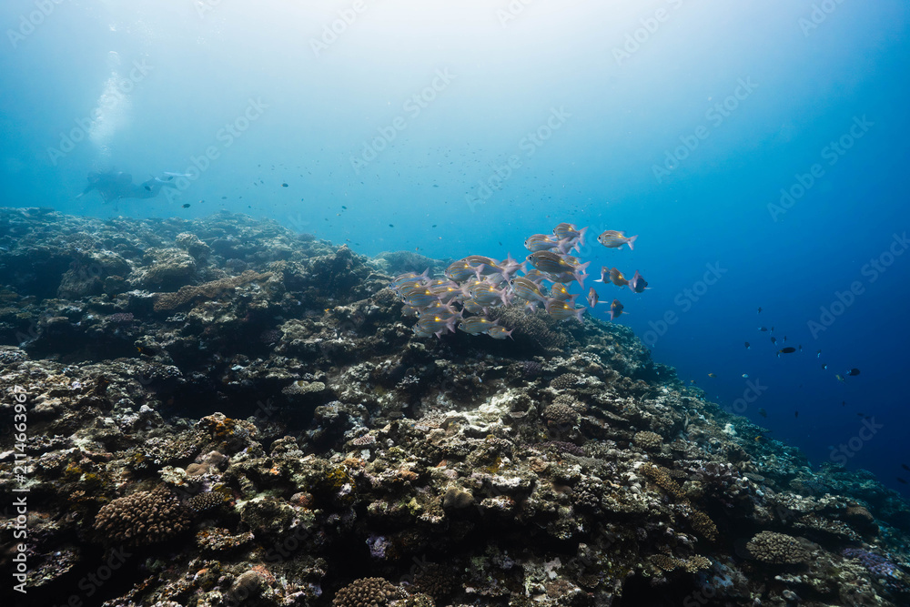 Obraz premium Underwater reef landscape with tropical fish and blue water