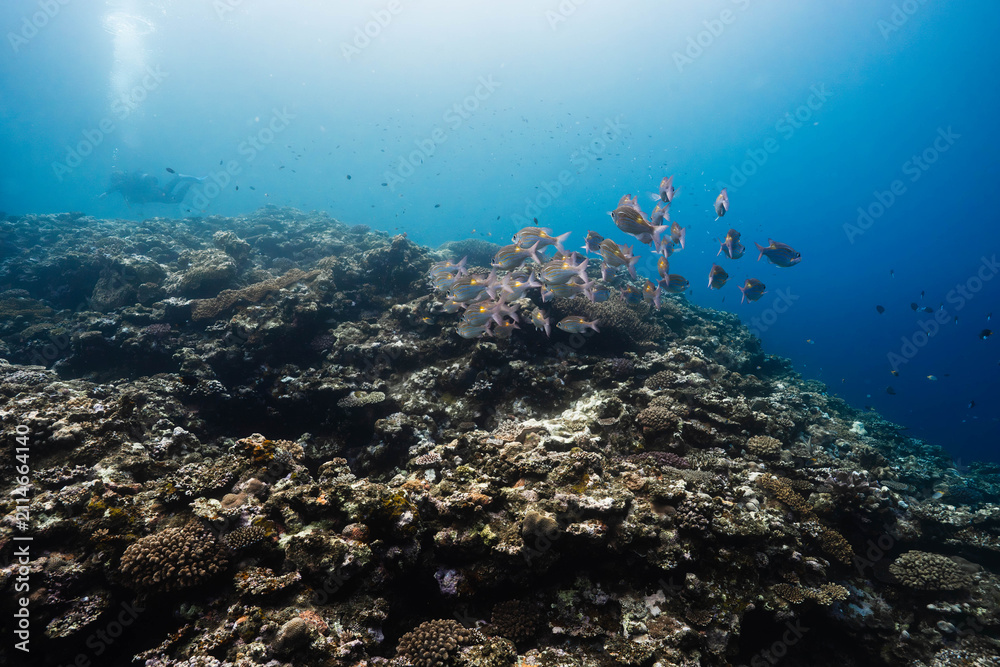 Obraz premium Colorful reef fish cruising over hard coral colonies