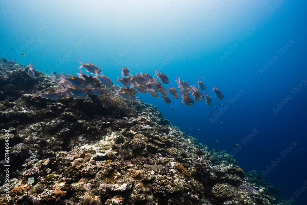 Obraz premium Coral reef slope with a school of tropical marine fish