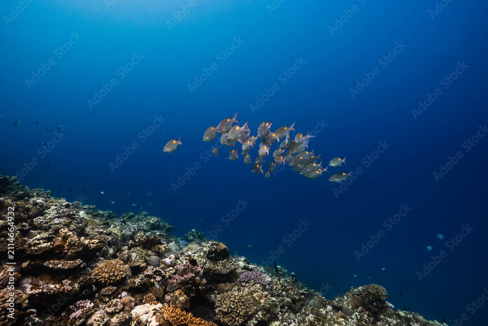 Obraz premium Tropical underwater landscape featuring schooling fish