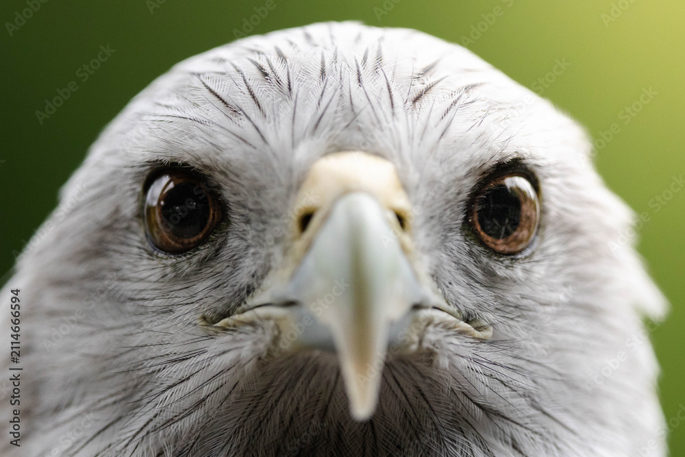Obraz premium Extreme closeup of a bird of prey face with sharp beak and piercing eyes against a soft green background.