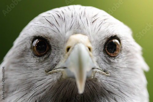 Canvas Print Extreme closeup of a bird of prey face with sharp beak and piercing eyes against a soft green background