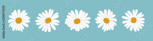 Row of five simple white daisy flowers on a blue background. Minimal floral illustration, spring design, flat cartoon style.
