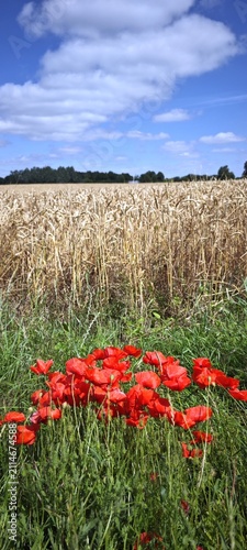 Mohnblumen am Feldrand