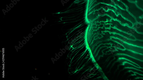 jellyfish close up under water deep