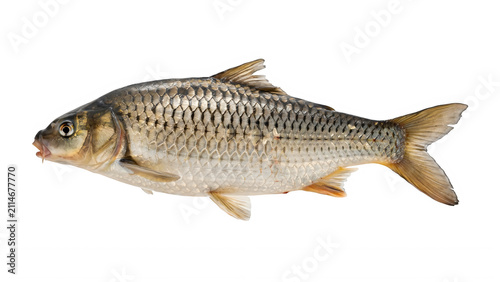 Fresh raw carp fish  isolated on transparent background. Whole river fish for healthy cooking and nutrition.
