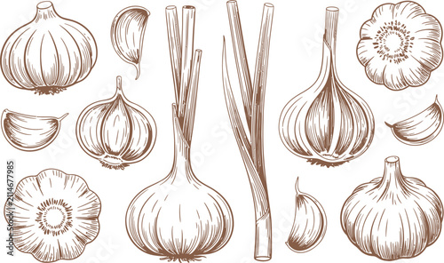 Vintage style illustration of garlic bulbs cloves and stalks with vegetable culinary ingredient seasoning agriculture engraving illustration collection detailed botanical nutrition
