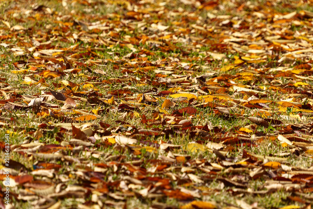 Obraz premium Green grass covered with colorful fallen autumn leaves.