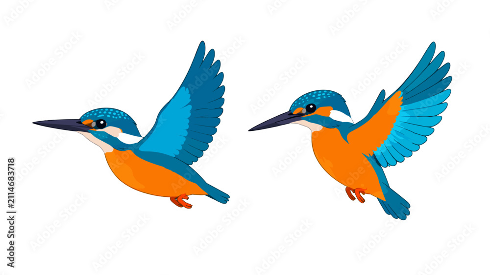 Fototapeta premium Two blue and orange kingfishers in flight vector illustration
