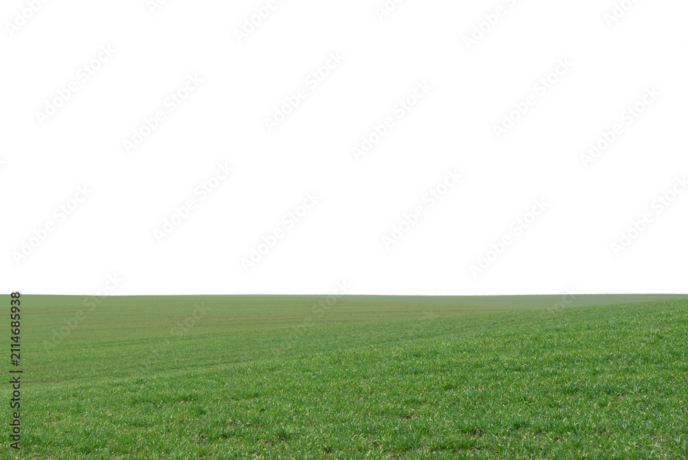Obraz premium Green field as a background. Green grass in spring isolated on white background.