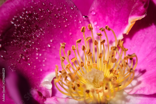 Fotografía Close up of a rose petals, stamen, anther and filament