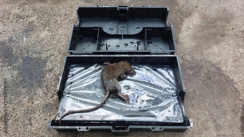 Foto A deceased rat lies caught within an open adhesive pest trap, indicating a succe