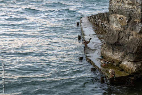 Canvas Print A waterfowl (duck) stands on a narrow stone ledge near a lake and a retaining wall