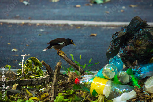 Принти на полотні A bird stands beside discarded plastic bottles and garbage near vegetation