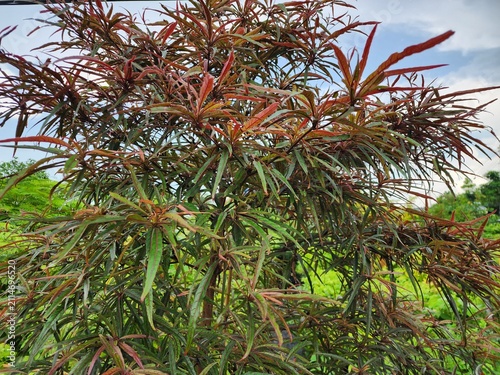 Terminalia is a bushy plant with layered branches and bright purplish-red leaves, creating a striking and unusual visual effect. It is popular as an ornamental plant in gardens.