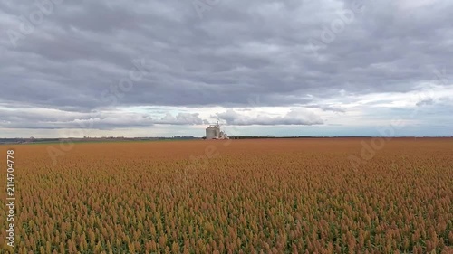 Lavoura de sorgo em produção no Brasil