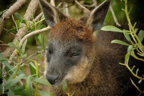 Close up head Brown Wallaby, Australia Victoria