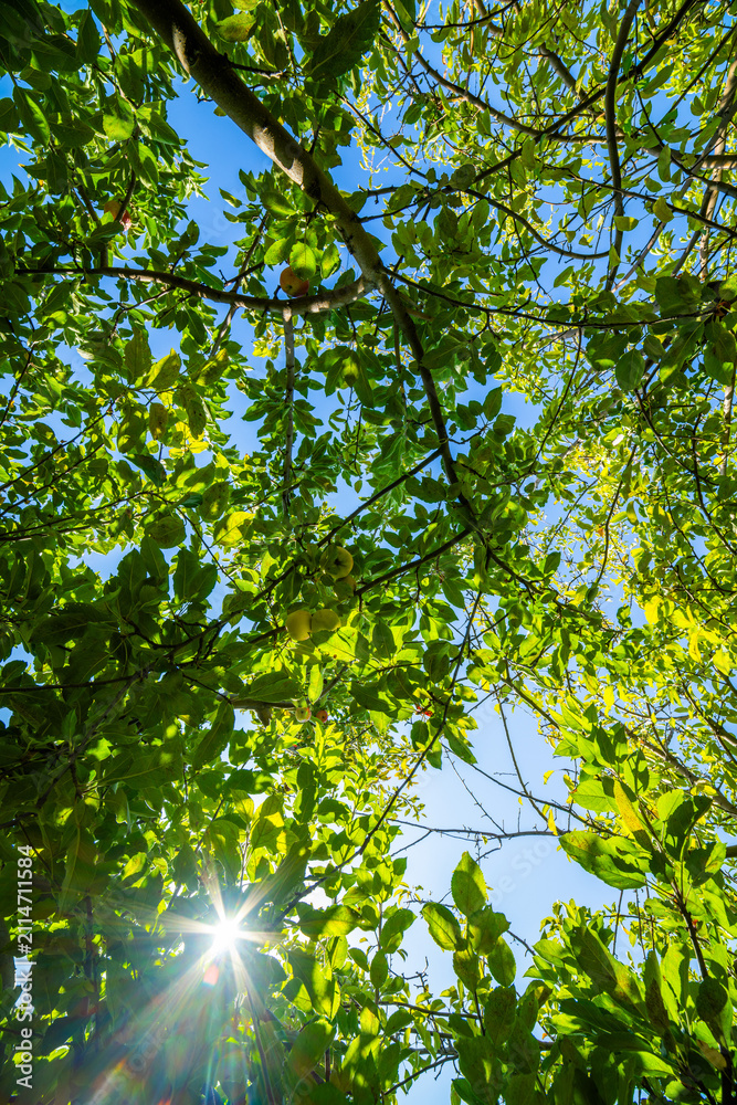 Fototapeta premium Sunlight Through Lush Green Fruit Tree Canopy
