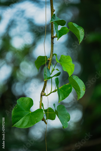 green leaves on a branch