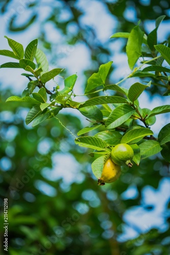 Fresh ripe and raw green guavas hanging on the tree branch with lush green leaves in the garden.