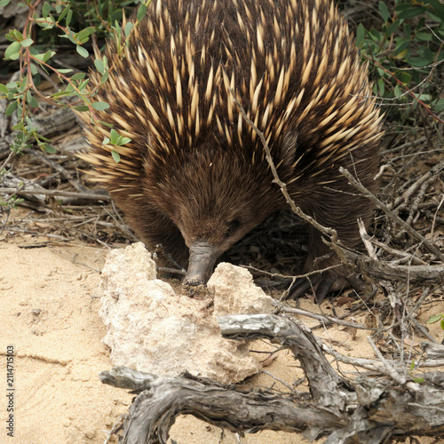 Echidna eating insects in the wild Phillips Island Victoria Australia