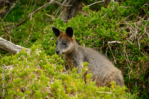 Brown Wallaby, Phillip Island Australia Victoria