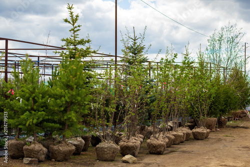 seedlings for sale at a fruit nursery