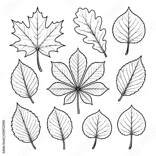 Autumn Leaves Collection Black and White Botanical Line Art Vector Set
