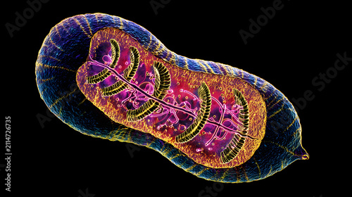 Colored electron micrograph of mitochondrion showing internal cristae and matrix structure