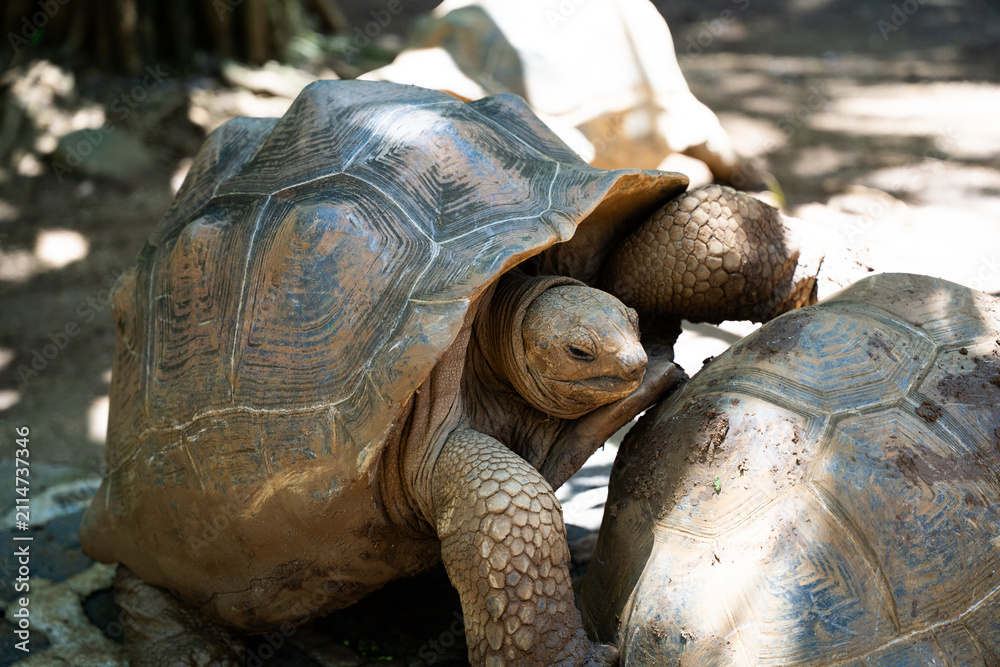Fototapeta premium Giant tortoises mating on forest path