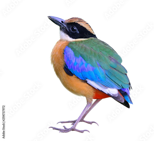 blue-winged Pitta moluccensis, most colorful ground bird in Thailand and south east asia