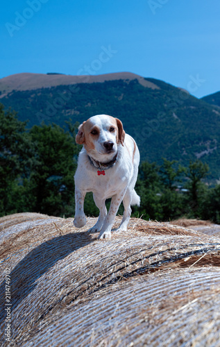 Dog Running on Hay Bales