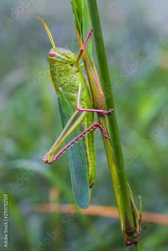 The green grasshopper on the leafs.