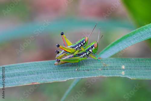 The green grasshopper on the leafs.