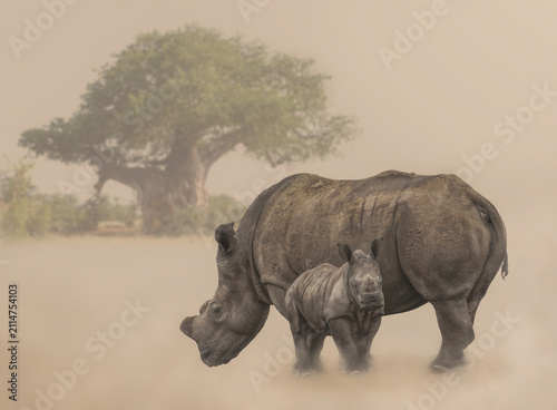 White rhino cow and calf with horn removed and a baobab tree in the background in a dusty environment