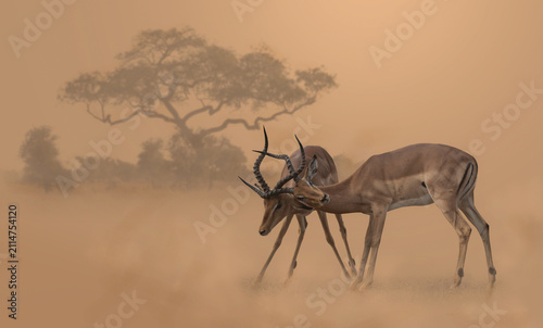 Obraz na płótnie Two fighting impala rams with their horns locked in a dusty environment