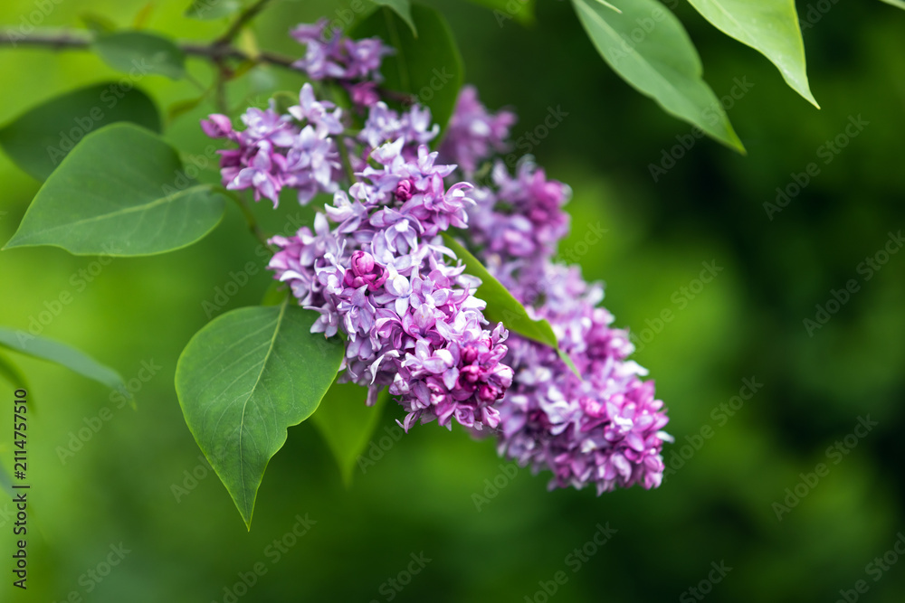 Obraz premium Lilac flowers on a sunny summer day. Macro photo with selective soft focus of a flowering woody plant in spring garden